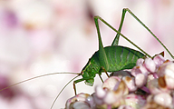 Speckled Bush-Cricket (Female, Leptophyes punctatissima)